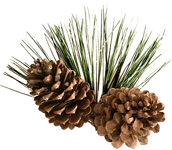 Pine Cones with Pine Needles