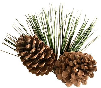 Pine Cones